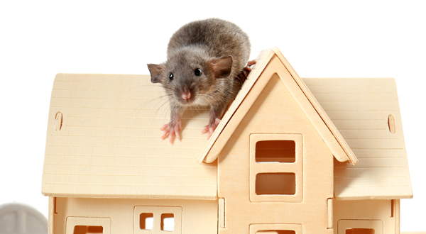 rodent on top of house